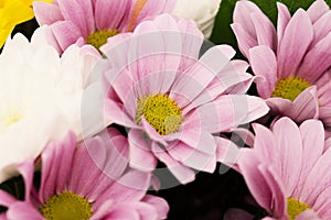 Pink autumn chrysanthemums close-up