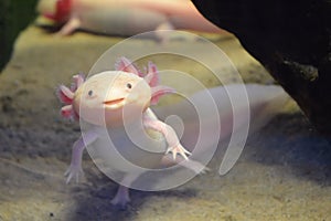 Pink axolotl also known as walking fish