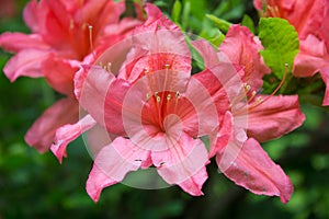 Pink azalea photo