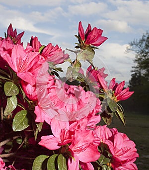 Pink azalea bloom