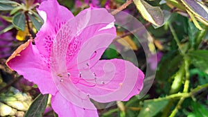 pink azalea blooms on a green background. tropical flower grows in a tropical garden