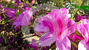 pink azalea blooms on a green background. tropical flower grows in a tropical garden