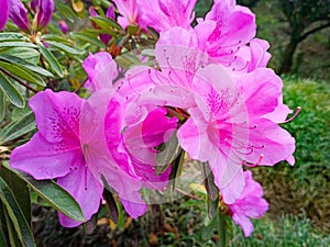 pink azalea blooms on a green background. tropical flower grows in a tropical garden