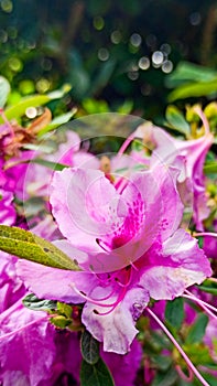 pink azalea blooms on a green background. tropical flower grows in a tropical garden