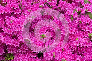 Pink azalea blossom. Background full of flowers