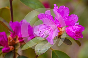 Pink azalea blossom. Rhododendron ponticum. Selective focus