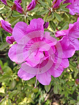 Pink azalea blossoms with stamens and pistils showed clearly photo