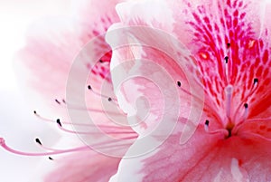 Pink Azalea flower