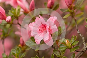 Pink Azalea Flower Bloom on Bush