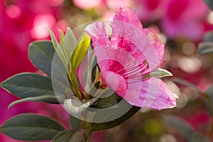 Pink Azalea Flower In Bloom In Sunny Garden