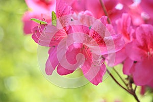 Pink Azalea Flower