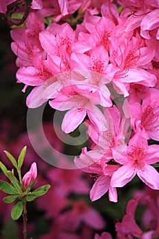 Pink Azalea Flower photo