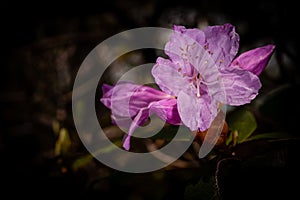 Pink Azalea Flower - Cumberland Gap National Historical Park - Kentucky