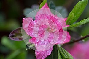 Pink azalea flower in the garden covered in rain droplets