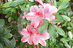 The pink azalea flower and its leaves