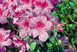 Pink azalea flowers