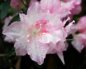 Pink Azalea flowers photo