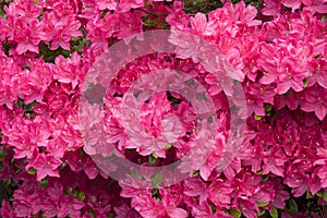 Pink azalea flowers
