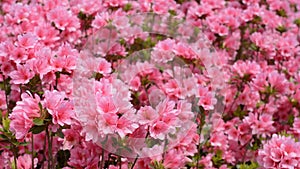 Pink azalea flowers