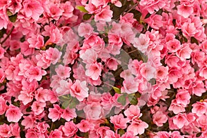 Pink Azalea Flowers Background