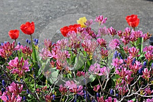 Spring flowers bloom together in a garden