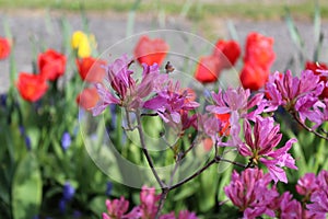 Spring flowers bloom together in a garden