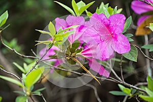 Pink Azalea Flowers On Bokeh Background.