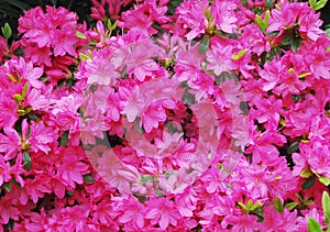 Pink Azalea Flowers photo