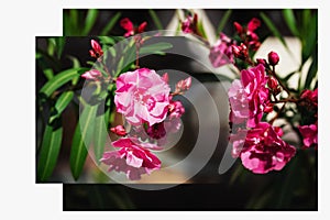 Pink azalea flowers on dark background. Rhododendron indicum