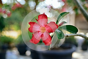 Pink azalea flowers isolated on nature