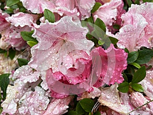 Pink Azalea Flowers in the Rain photo