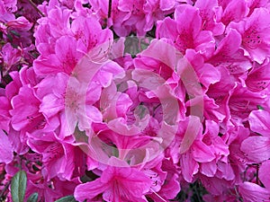 Pink Azalea Flowers in Spring in April