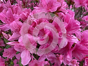 Pink Azalea Flowers in the Springtime in April