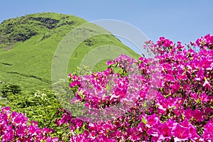 Pink azalea and hill