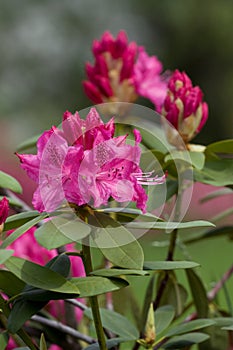 Pink Azalea Rhododendron