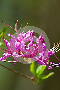 Pink Azalea, Rhododendron periclymeniodes