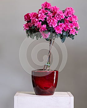 Pink Azalea topiary