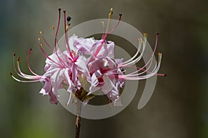 Pink Azalea Wildflowers