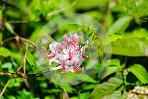 Pink Azalea Wildflowers