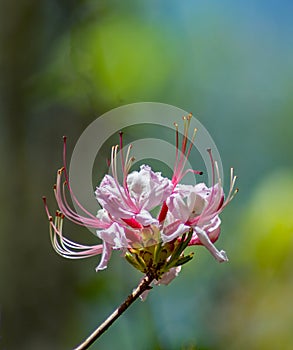 Pink Azalea Wildflowers, Rhododendron periclymeniodes