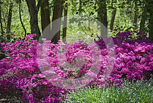 Pink Azaleas