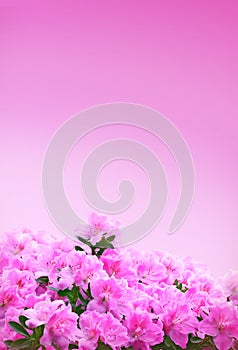 Pink Azaleas Background