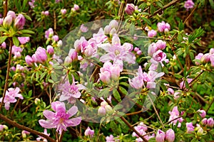 Pink azaleas in bloom