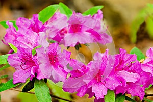 Pink azaleas blooming