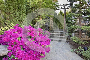 Pink Azaleas Blooming Along Garden Path