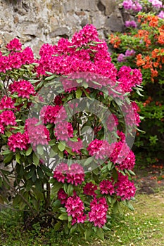 Pink azaleas blooms with small evergreen leaves