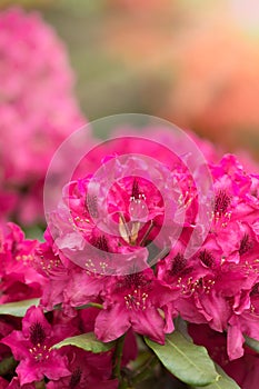 Pink azaleas blooms with small evergreen leaves