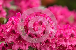 Pink azaleas blooms with small evergreen leaves