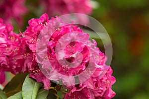 Pink azaleas blooms with small evergreen leaves