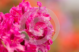 Pink azaleas blooms with small evergreen leaves